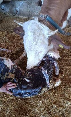 Kayseri’de yeni doğan buzağı ile annenin kavuşması kamerada