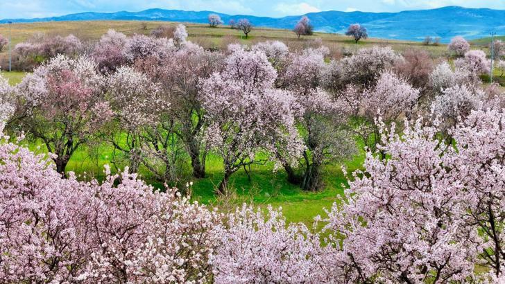 Tunceli'de badem ağaçları çiçek açtı; manzara dron ile görüntülendi/Ek fotoğraflar