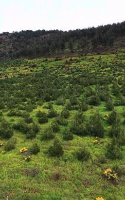 Hatay'da yeşil vatan koruma altında
