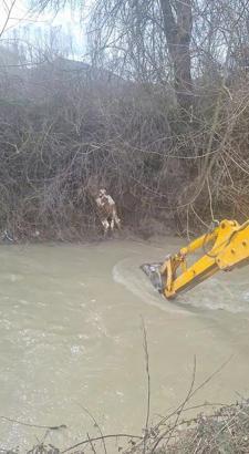 Dereye düşen buzağıyı köylüler kurtardı