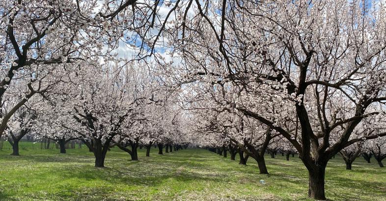 Kayısı ağaçları çiçek açtı, Iğdır Ovası beyaza büründü