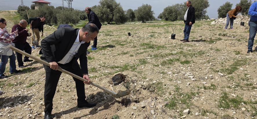 Mut'ta kadim zeytin fidanları toprakla buluştu