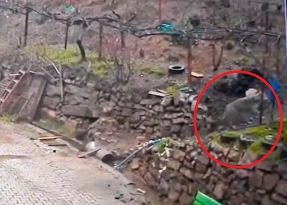 Adana'da aç kalan kurdun, yerleşim yerinde yemek aradığı anlar kamerada