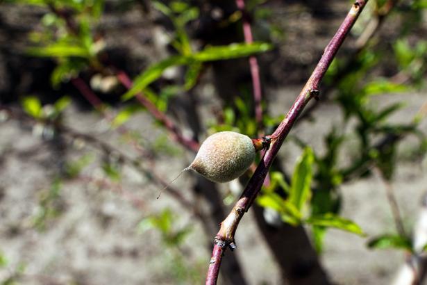 Ağır kış şartlarına karşın Çukurova'da sert çekirdekli meyveler olgunlaştı