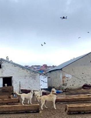 Çoban köpeklerinin drona tepkisi kamerada