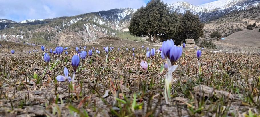 Kardelenler eşliğinde 20 kilometrelik bahar yürüyüşü