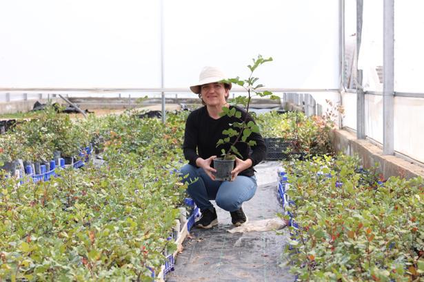 Üreticiye 5 bin keçiboynuzu fidanı dağıtılacak