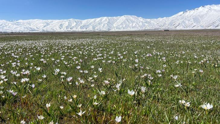 Yüksekova'da baharın müjdecisi kardelenler çiçek açtı