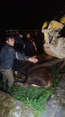 Dicle Nehri’ne düşen inek, iş makinesiyle kurtarıldı