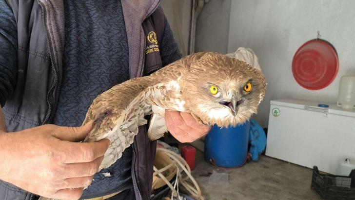 Batman’da yaralı bulduğu kızıl şahini besleyip, ekiplere teslim etti