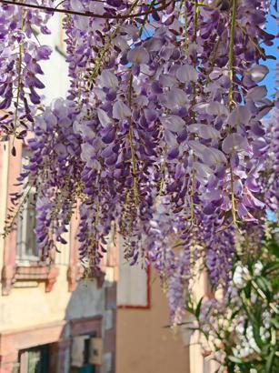 Ayvalık'ta mor salkım zamanı