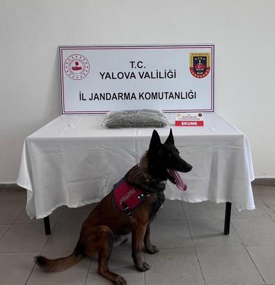 Yalova’da 1 kilo 590 gram skunk ele geçirildi; 1 tutuklama