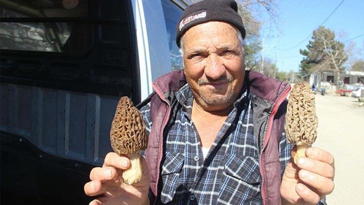 Dağ köylerinde kuzugöbeği mantarı gelir kapısı oldu