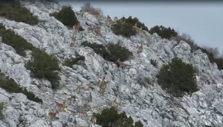 Yaban keçileri, termal dronla görüntülendi