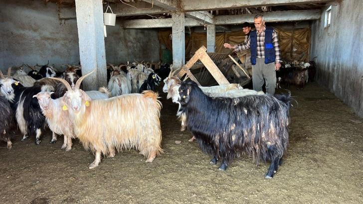 Yüksekova'da kar besicileri zorluyor; hayvanlar meraya çıkamadı