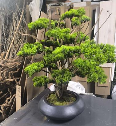 Kuru geven bitkisi gelir kaynağı oldu