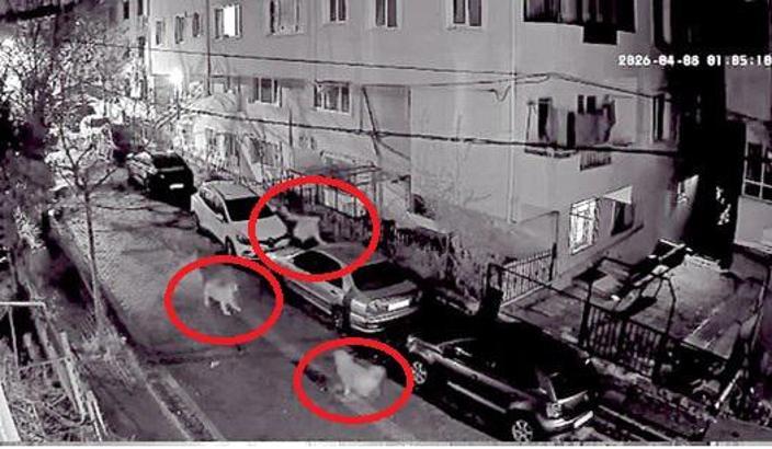 Avcılar’da kendisini kovalayan köpeklerden araçların üzerine çıkarak kaçtı