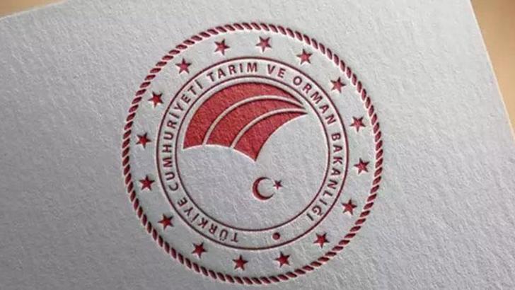 Tarım ve Orman Bakanlığı: Kıvırcık marulların tarlada koyunlara yem edildiği iddiası dezenformasyon