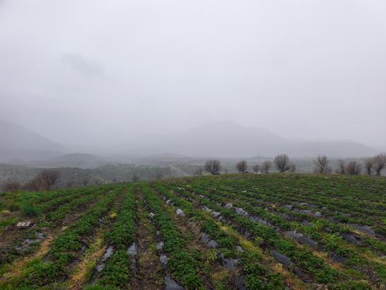 Coğrafi işaretli Sason çileğinde hasat mayısa kaldı