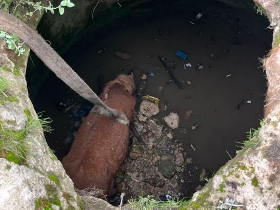 Mardin’de kuyuya düşen at, kepçeyle kurtarıldı