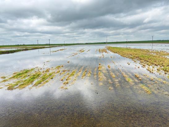 Erbeyi: Su altında kalan tarım arazilerindeki buğday kurudu