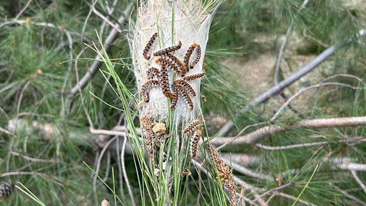 Çam kese böceğine karşı doğaya 'terminatör böcek' salındı