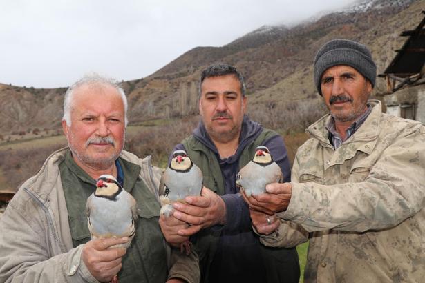 Erzurum Oltu’da 350 kınalı keklik halkalandı