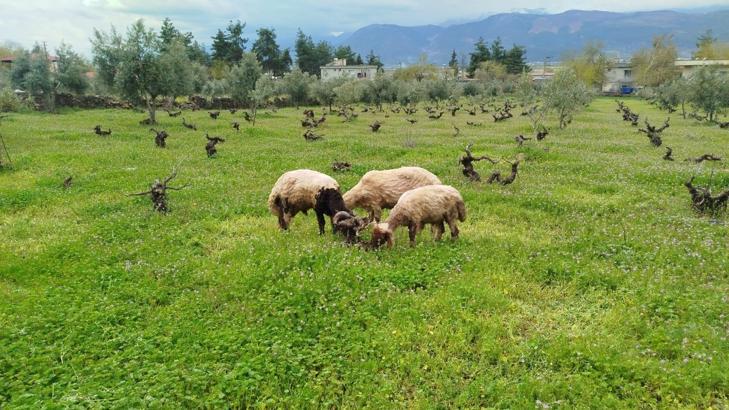 Sokak köpeklerinin saldırdığı koyun telef oldu