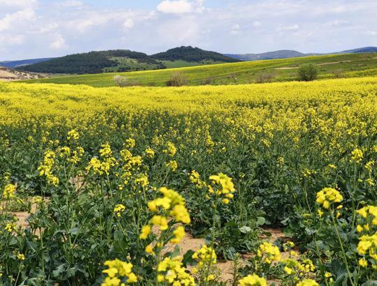 Trakya'nın 'sarı altın çiçeği’ kanola ile tarlalar renklendi