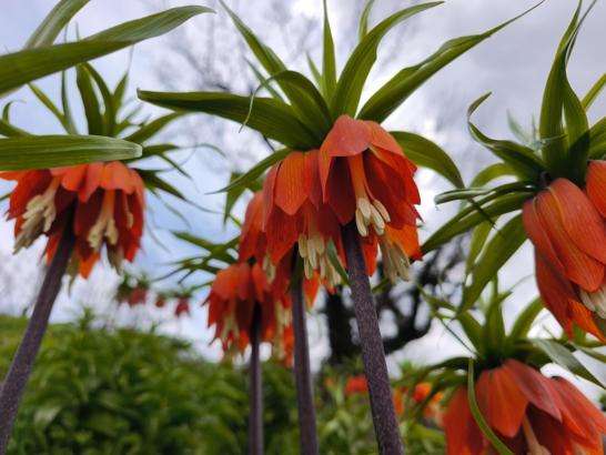 Koparmanın 700 bin lira cezasının olduğu 'ters lale' için Sason'a ziyaretçi akını
