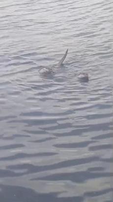 Zonguldak’ta su samuru ailesi görüntülendi