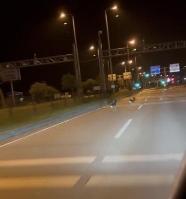 Hastane kavşağına çıkan karacalar kamerada