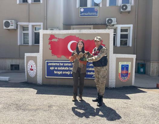 Kilis’te yaralı kızıl şahin bulundu