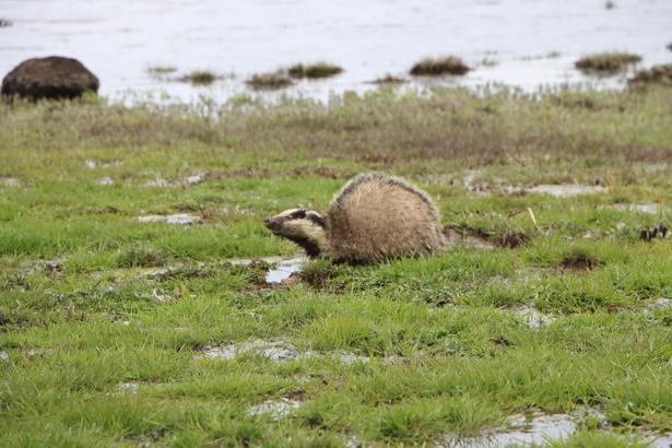 Bingöl’de bitkin halde bulunan porsuk koruma altına alındı
