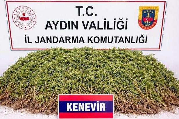 Zeytin bahçesindeki sera içerisinde 208 kök Hint keneviri ele geçirildi