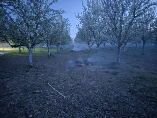 Iğdır'da üreticilerin don nöbeti; çiçek açan kayısı ağaçlarını dumanla koruyorlar