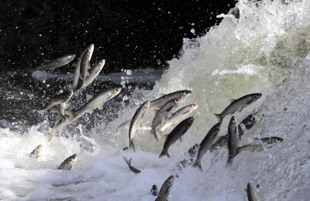 Yağışlar yüz güldürdü, inci kefali üreme sezonuna güçlü giriyor