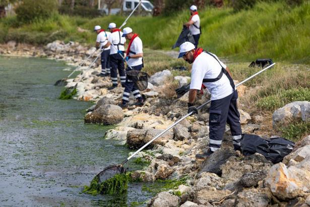 Çakalburnu Lagünü'nden Körfez’e yayılan deniz marullarına müdahale