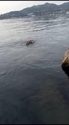 Su samuru oltaya takılan balığı yakalayıp kaçtı