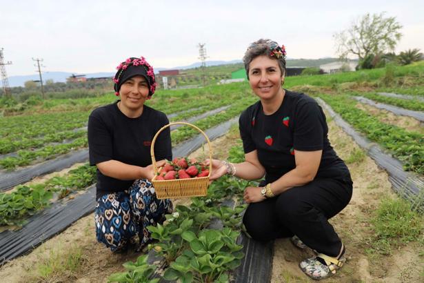 Organik çilekte hasat heyecanı başladı