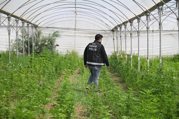 Mersin’de binlerce kök kenevir ele geçirildi