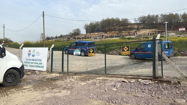 Yalova’da hayvan ölümleri iddialarına soruşturma