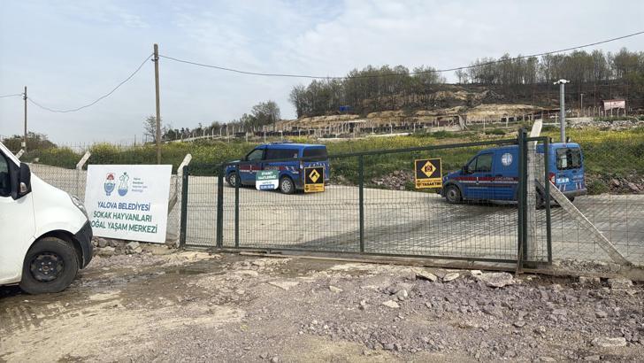 Yalova’da hayvan ölümleri iddialarına soruşturma
