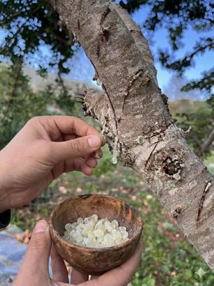 Muğla'da Sakız Ağacı Deneme Bahçesi sürüyor