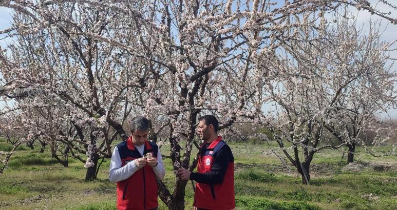 Zirai don sonrası hasar tespiti