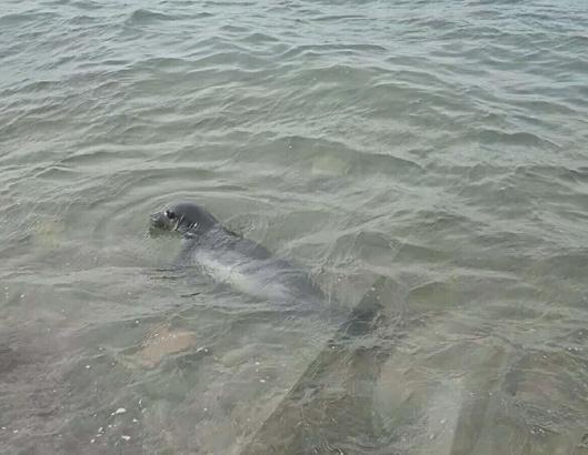 Ayvalık sahilinde Akdeniz foku görüntülendi
