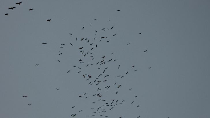 Hatay’da leylek göçü devam ediyor
