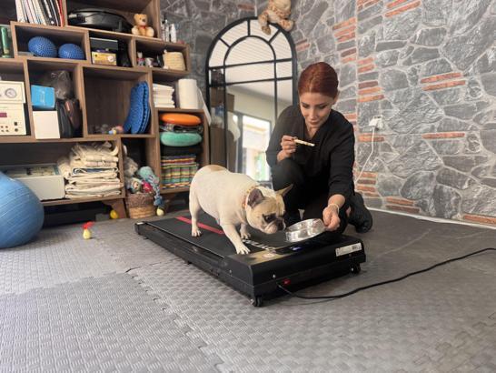 Obez köpek 'Ori' pilatesle zayıflıyor