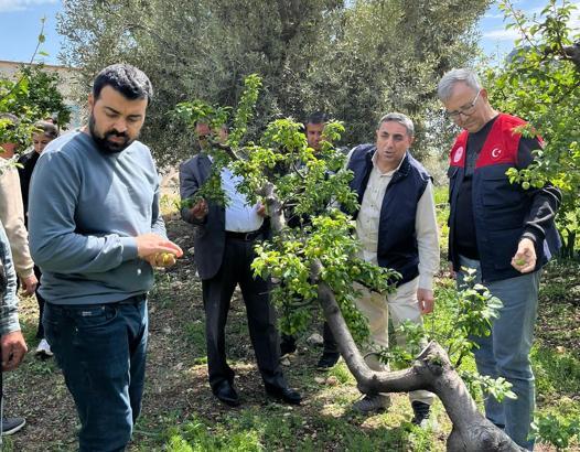 Silifke’de dolu erik ağaçlarına zarar verdi