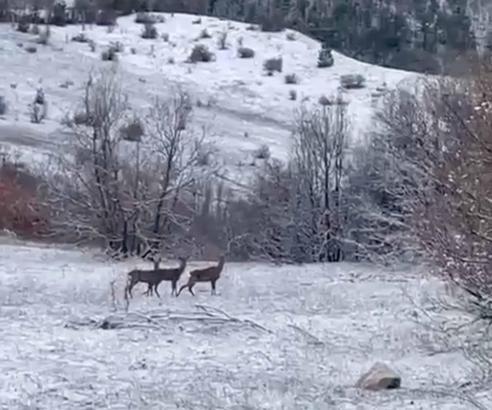 Erzincan Refahiye'de kızılgeyikler görüntülendi